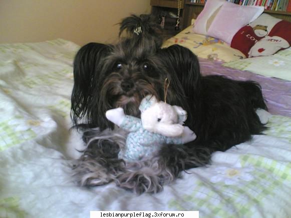 pet`s world prezint mei   terrier cheama lassie adoptat-o inceput verii trecute love her Familia