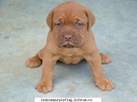 pet`s world dar dragostea mea ramane tot dogue bordeaux :-<