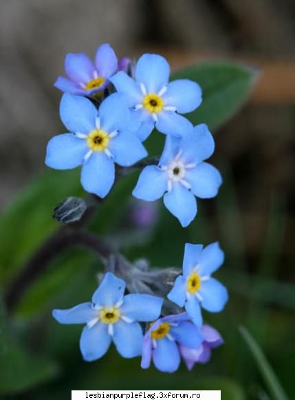 hm, myosotis, frumos :) bine ai venit! asta e pentru tine să facem un salut de bun venit pe