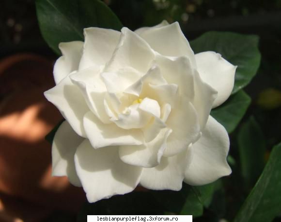 Floarea preferată - Imi plac mai multe. Sa incep cu: Gardenia - Diverse