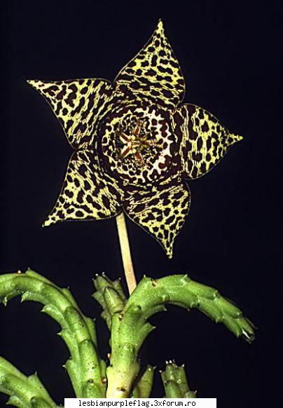 Floarea preferată - mie imi plac florile carnivore. sunt fascinante - Diverse
