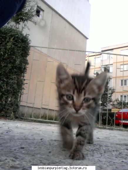 Pet`s World - copilalintat - Diverse