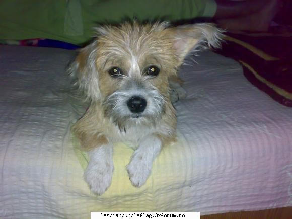 Pet`s World - si zurlia de Papi ( i-am pus numele din the l - Diverse