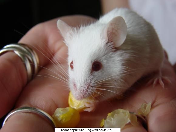 Pet`s World - el... e mausi sau beba.... un soricel de - Diverse