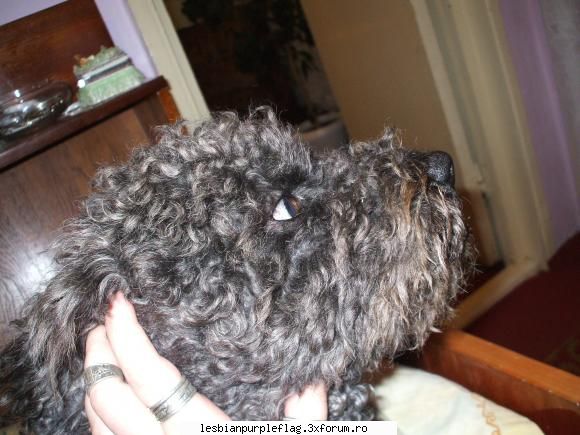 Pet`s World - blacky...nu e al meu..dar e ca si cum ar fii - Diverse