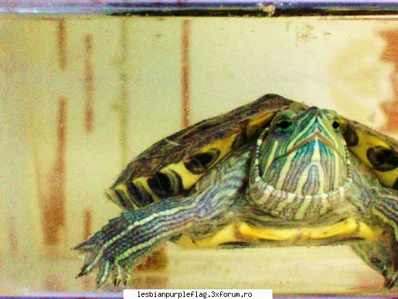 Pet`s World - Tina - Diverse