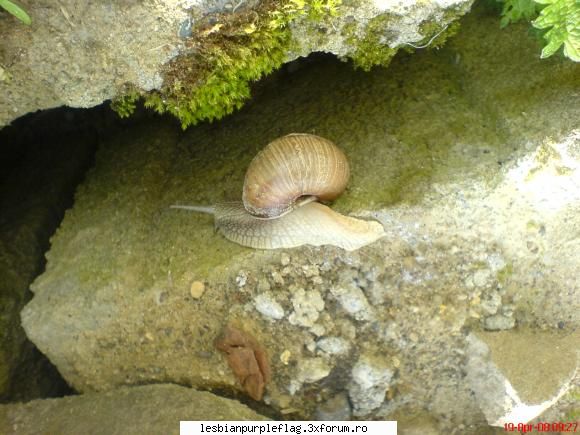 Pet`s World - melc melc codobelc scoate coarne bouresti si te - Diverse