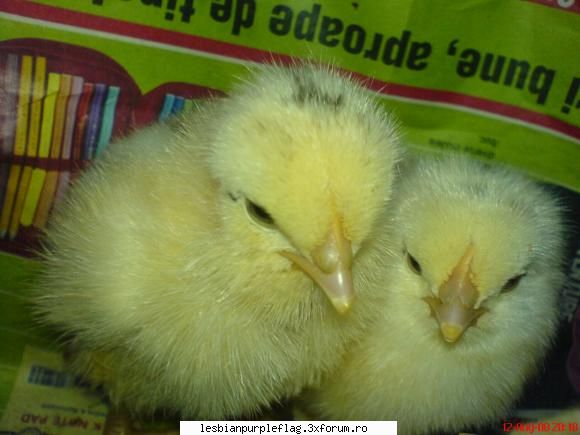 Pet`s World - puii bunicii :D - Diverse