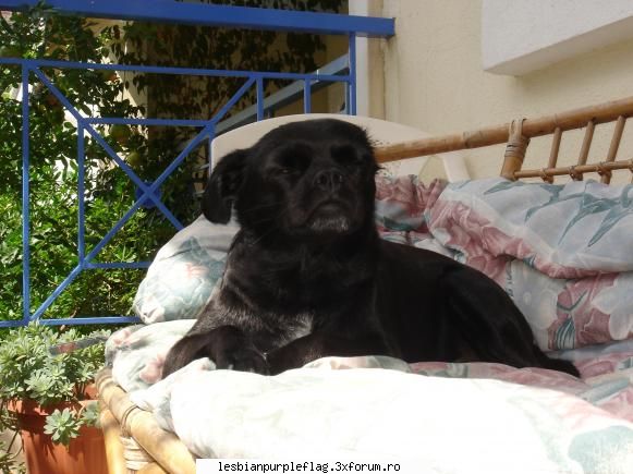 Pet`s World - e max al meu...nebunu...are 5 ani...si e un - Diverse