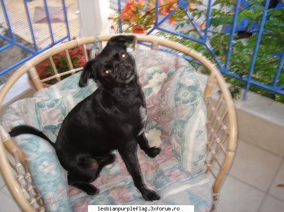 Pet`s World - malyna76 - Diverse