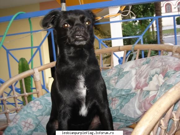Pet`s World - doamne ce fatza are aici - Diverse