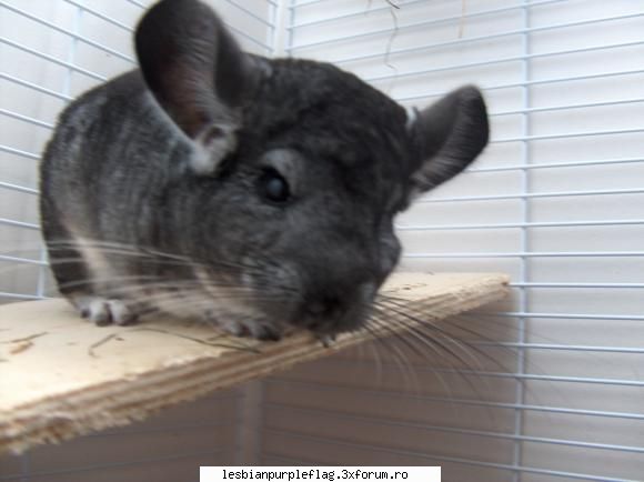 Pet`s World - Chinchilla de 5 anisori - Diverse