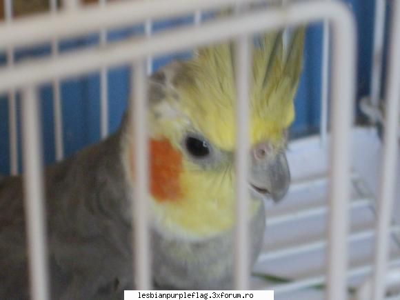 Pet`s World - Anchy - Diverse