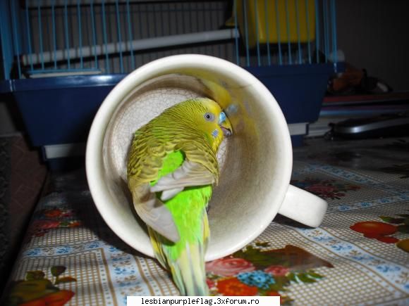 Pet`s World - O cana de...Coco anyone? :D - Diverse