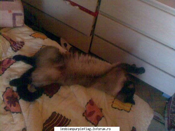 Pet`s World - eu ma multumesc cu motanul meu ... pe care il - Diverse