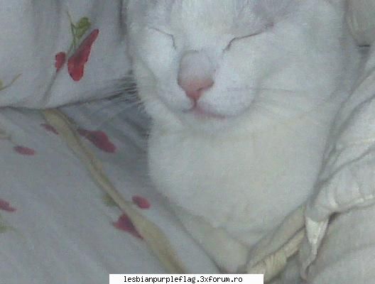 Pet`s World - simplemind - Diverse