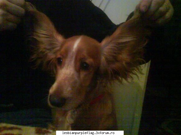Pet`s World - urechile extensibile - Diverse