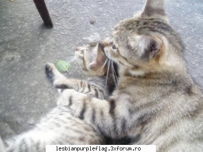 Pet`s World - Andaluzia - Diverse