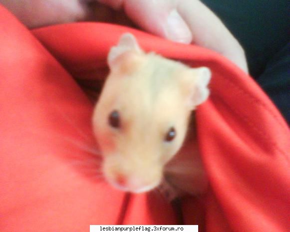 Pet`s World - si asta e mikutzu meu shobolan de garsoniera:)) - Diverse