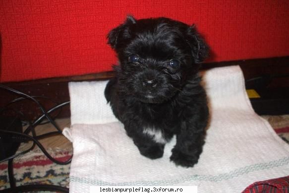 Pet`s World - ea e Misha...si e puitul nostru - Diverse