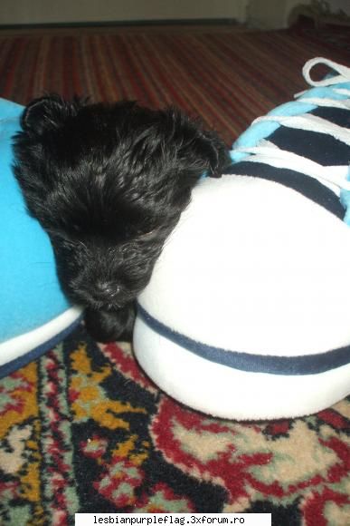 Pet`s World - imi pare rau lollypop... :( - Diverse