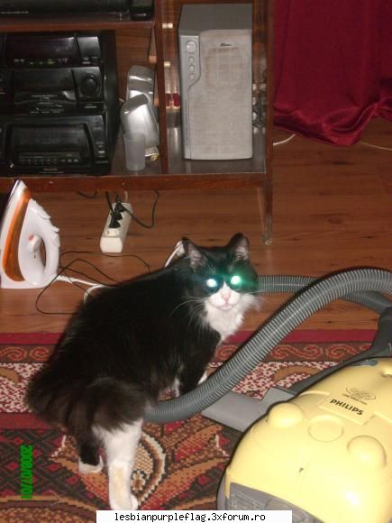 Pet`s World - si tigrul meu bengalez:X:)) - Diverse