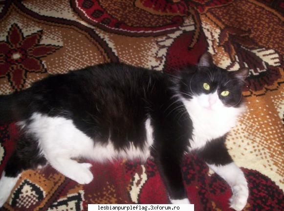 Pet`s World - SaVe - Diverse