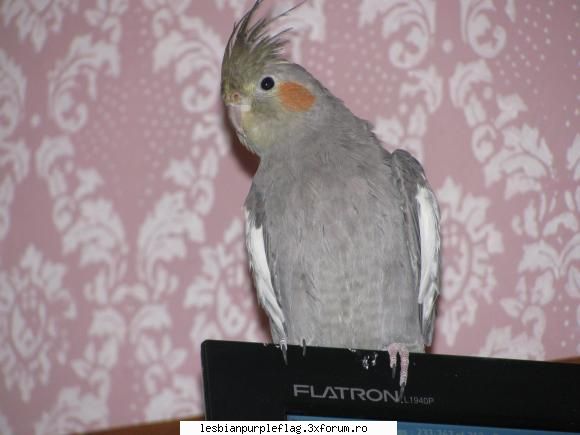 Pet`s World - Asta era Ricky (Rickush)...dar a zburat pe geamu - Diverse