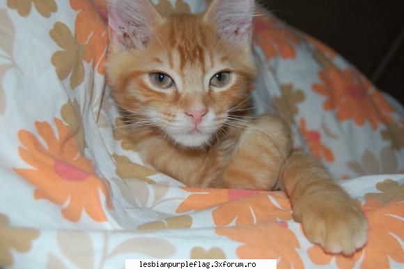 Pet`s World - el este Tomberon(alias pintzesu).....are o - Diverse