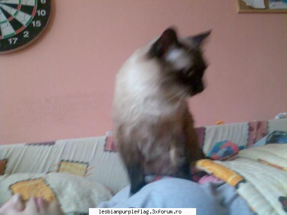 Pet`s World - dede`s - Diverse