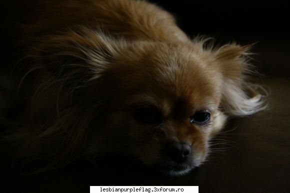 Pet`s World - Cainele meu de paza si protocol Tammy - Diverse