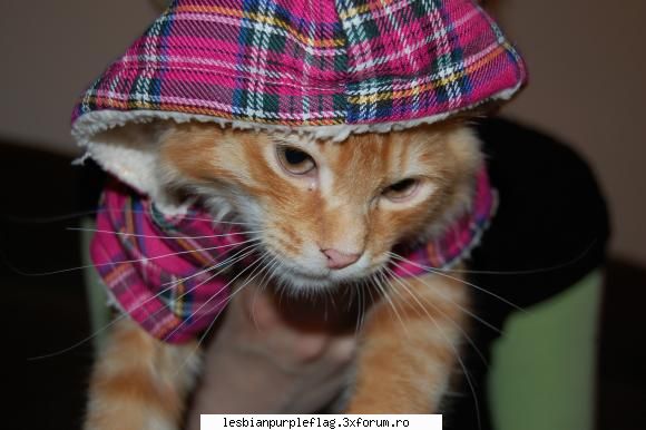 Pet`s World - sweetnot - Diverse