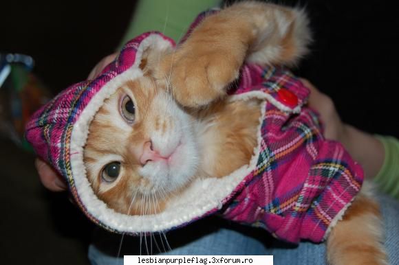 Pet`s World - sweetnot - Diverse