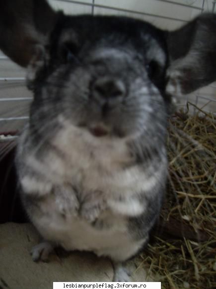 Pet`s World - si ultima :) He likes the camera. It's tasty :)) - Diverse