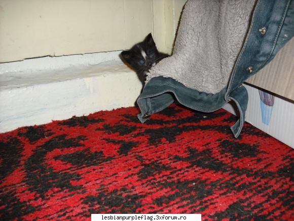 Pet`s World - 4 pisoi dragalasi cauta stapani/e sa-i iubeasca - Diverse