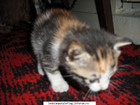 Pet`s World - Nu prea au stat la pozat :D - Diverse
