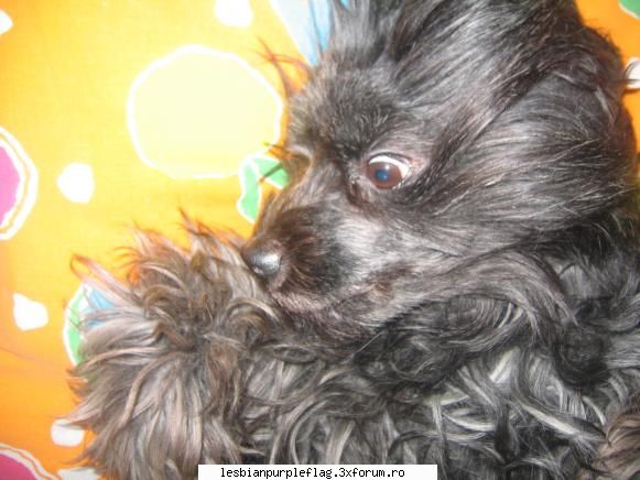 Pet`s World - si inainte de asta maro l-am primit pe asta - Diverse