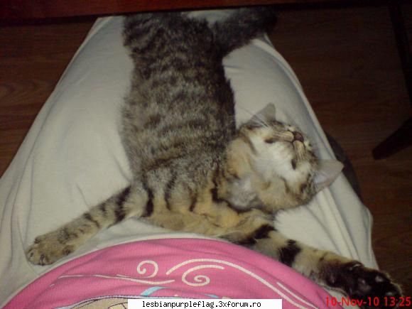 Pet`s World - am primit cadou de ziua mea o pisicuta iar mama - Diverse