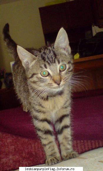 Pet`s World - X:X pisicuta mea - Diverse