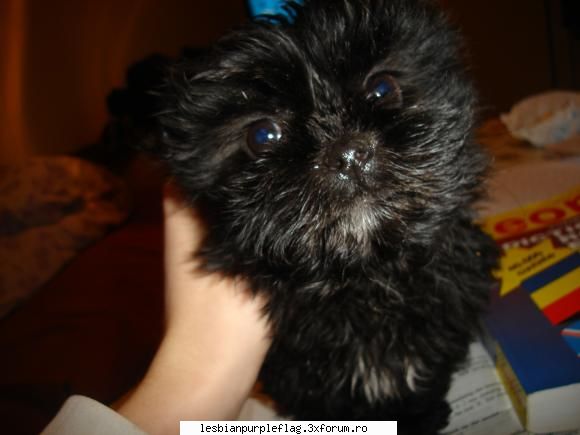 mie uratu asta imi place :x pet`s world