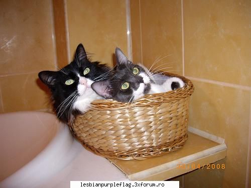noi avem doua m�ţe, două fete, mamă şi pet`s world