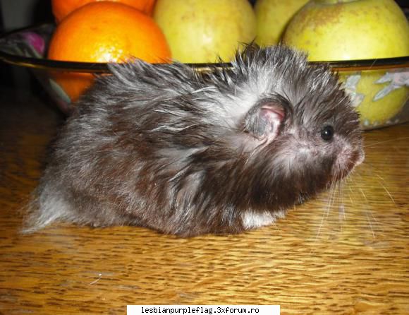Pet`s World - never2late - Diverse