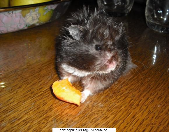 Pet`s World - Si cu morcovul, mancarea ei preferata :) - Diverse