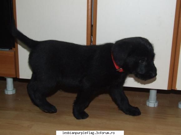 el e fiara mea:)) tanuts, un labrador cu barba. acum e mai mare pet`s world