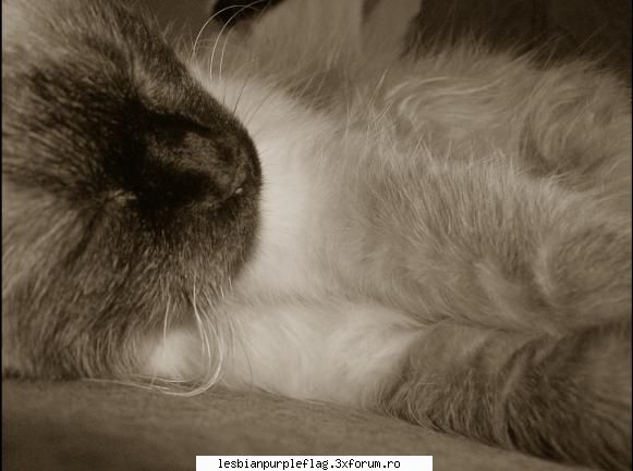 my pufoshenie :zzz: pet`s world