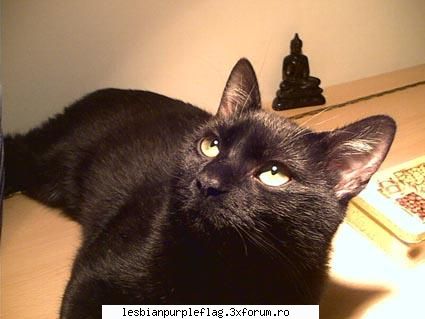 el e frantz. pet`s world