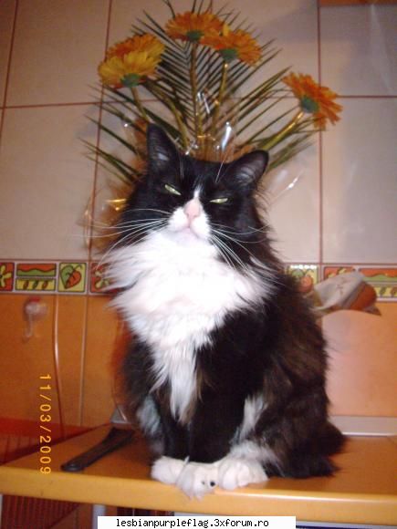 waw, chiar ca seamana cu mitza mea  :uimit:  :uimit: pet`s world