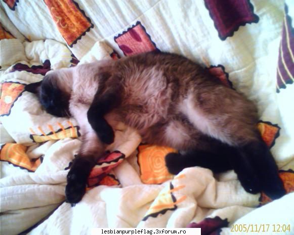 adormitul meu :d .. nu ma satur sa`l privesc cate dee dulce e  :limba:  =)  :d pet`s world