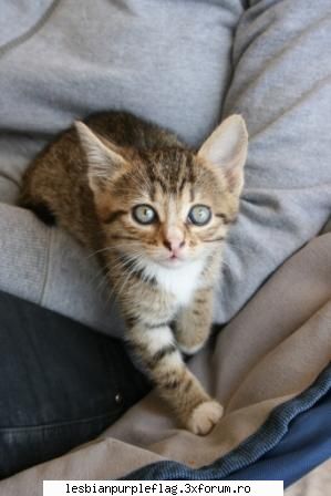 buna tot suntem l pet's world... as vrea sa ma ajutati cu ceva, va rog mult
am o pisicuta mica