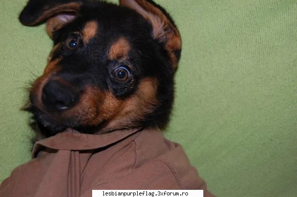 :d my sexy dogge pet`s world